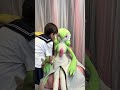 life size gardevoir plush💚Pokemon💚等身大サーナイト💚可愛い💚Kawaii💚Momo chan