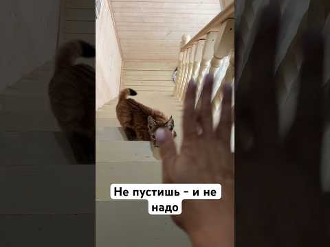 Стремительная пробежка по лестнице #кот #лестница