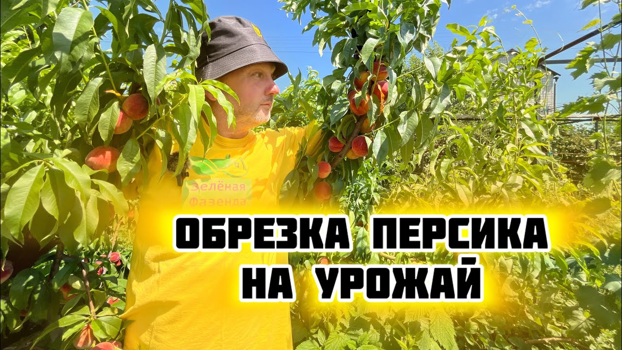 Обрезка персика от А до Я