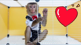 Pupu Monkey Builds a Safe Place for the Little Kittens