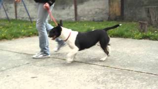 Bull Terrier - Crazy Little Thing 15 Month