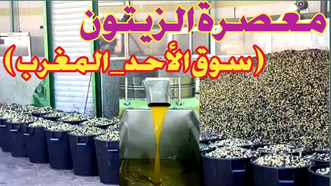 جولة بمعصرة الزيتون بسوق الأحد ( إقليم شفشاون _ شمال المغرب )