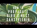 How to Propagate Bird’s Nest Sansevieria Snake Plant houseplants
