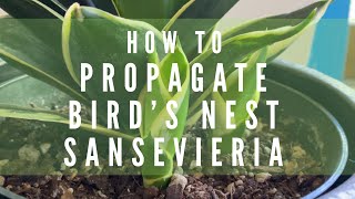 How to Propagate Bird’s Nest Sansevieria Snake Plant houseplants