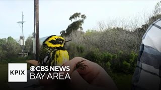 Bay Area scientists track birds electronically to learn impacts of climate change