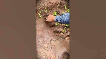 smart technique for planting celery in slightly soft soil #shorts