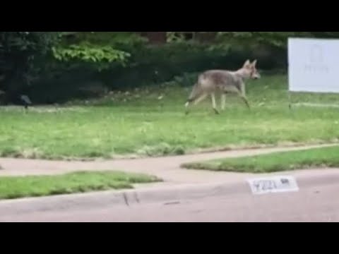 Dallas preparing for rise in Coyote sightings