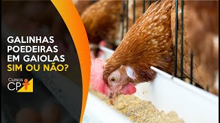 É Viável Criar Galinhas Poedeiras Em Gaiolas? A Resposta É Sim L Cpt