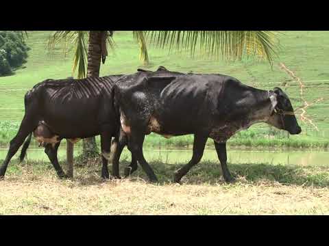 LOTE 17   FAZENDA PALMEIRAS