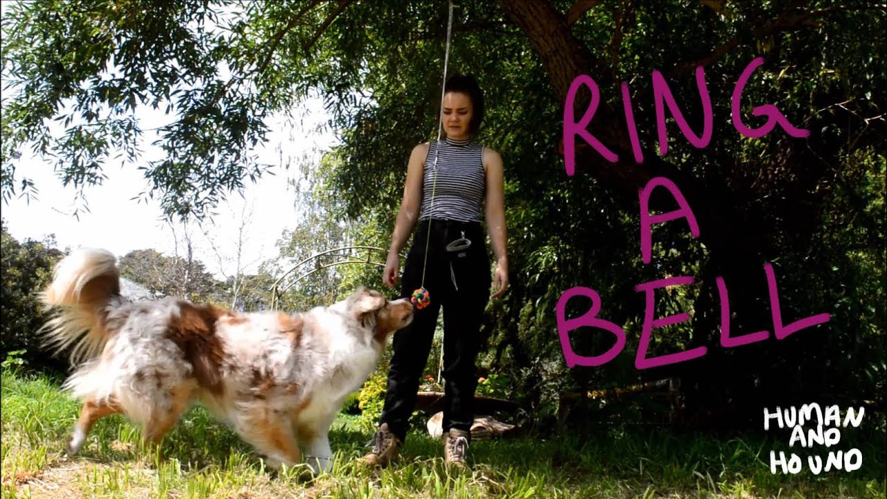 Ring A Bell Free Shaping Dog Training YouTube ring-a-bell-free-shaping-dog-training-youtube