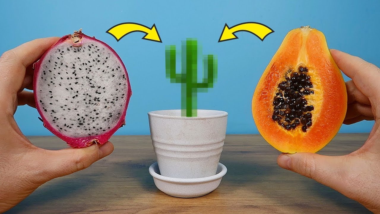 Planté semillas de FRUTAS EXOTICAS ¡y esto fue lo que creció después de un mes!