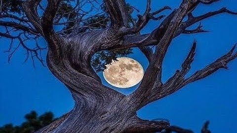 الشيخ محمد الصيفي رحمه الله\ماتيسر من سوره الكهف