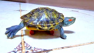 Turtle rides a skateboard for dinner with Peach the cat! Funny animals