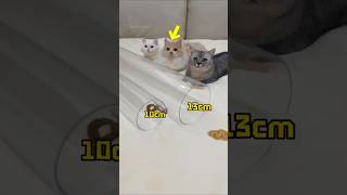 Naughty Cats Fail Pipe Test 😂🐱#facts #new #shorts #latest #hearttouching #cat