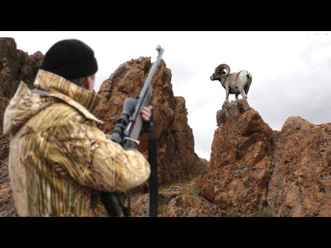 Алтайский горный баран. Аргали - самый крупный баран в мире. Argali. Altai Republic. Siberia.