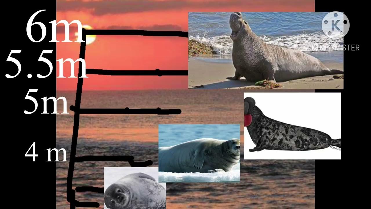 Seal size comparison YouTube