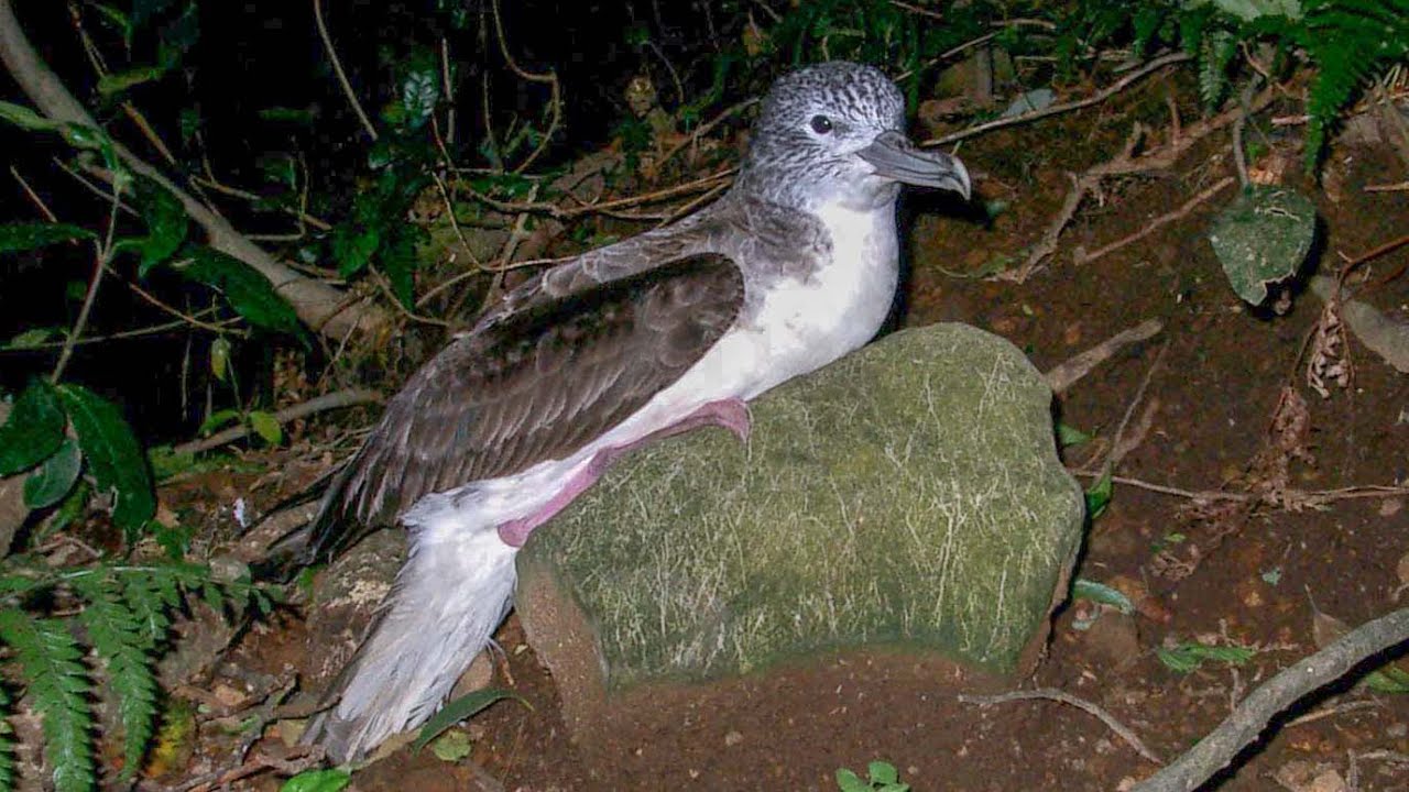 Streaked shearwater (Calonectris leucomelas) sound - call and song