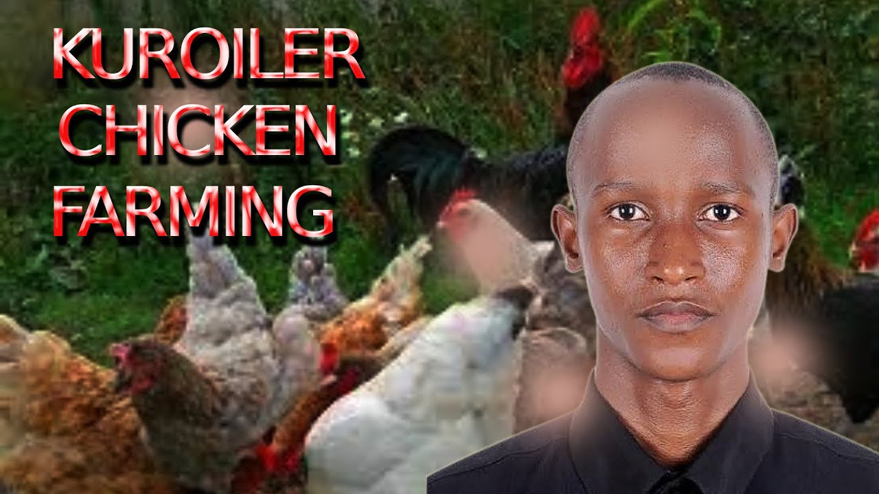 Ultimate Guide Setting Up Your Kuroiler Chicken Farm From Scratch ultimate-guide-setting-up-your-kuroiler-chicken-farm-from-scratch