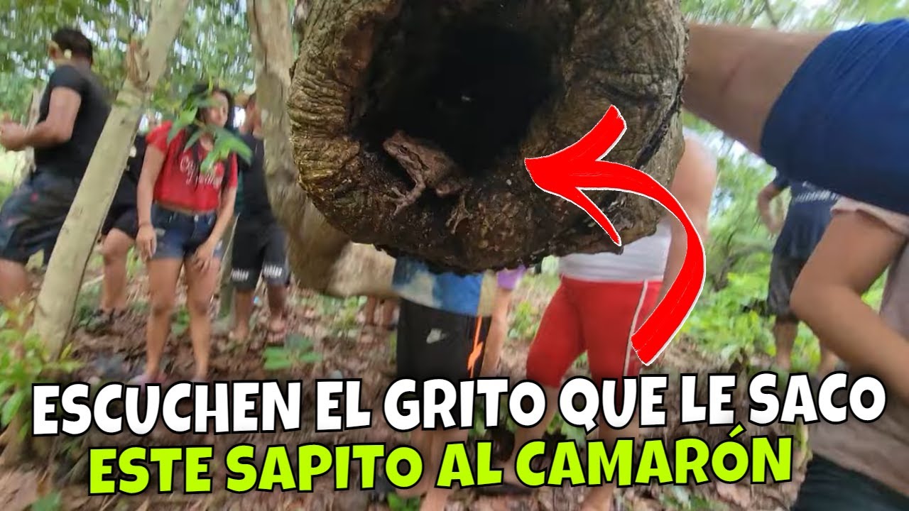 Que gran susto se llevo el Camarón y mira su reacción. Un sapito le saco gritos a Camarón. Parte 16