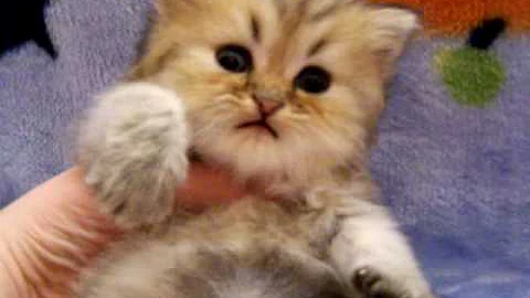 Video 1472161: persian kittens cattery, shaded golden persian kitten, persian kitten doll, persian male kitten