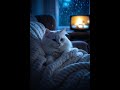 🌧️ Gato, Lluvia y Series 📺🐾 #chill #cute #satisfying #asmr #cat #animals #viral #trending #shorts