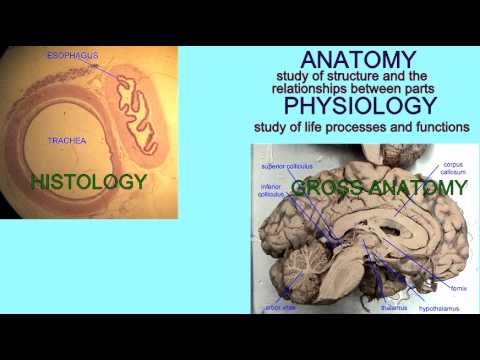 ANATOMY & PHYSIOLOGY: DEFINITIONS - YouTube