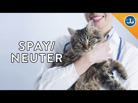 Video: Should I Spay My Cat?