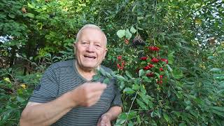 видео: Секреты сладких вишен в моем саду. Часть 8, советы садоводам. картинка: Секреты сладких вишен в моем саду. Часть 8, советы садоводам.