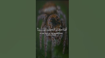 تلاوة من سورة العنكبوت🍃القارئ  ياسر الدوسري