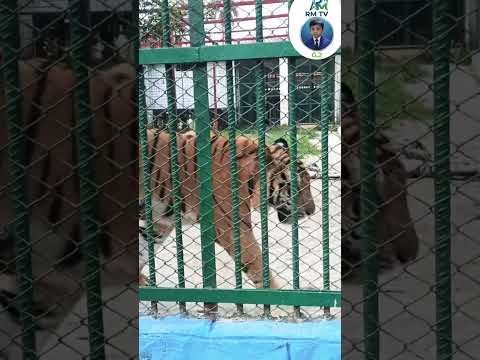 animal Royal Bengal Tiger #youtube