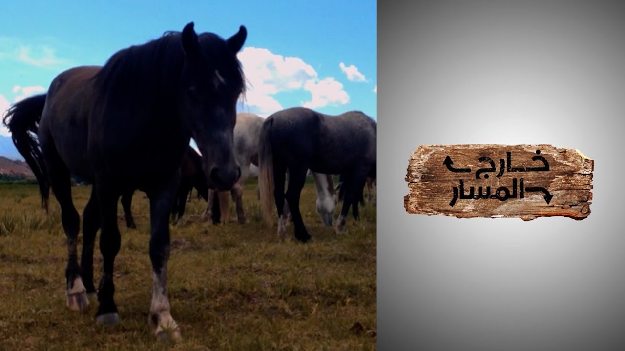 خارج المسار - قصة مبادرة أميركية للتبني والحفاظ على خيول الموستنج البرية -  YouTube