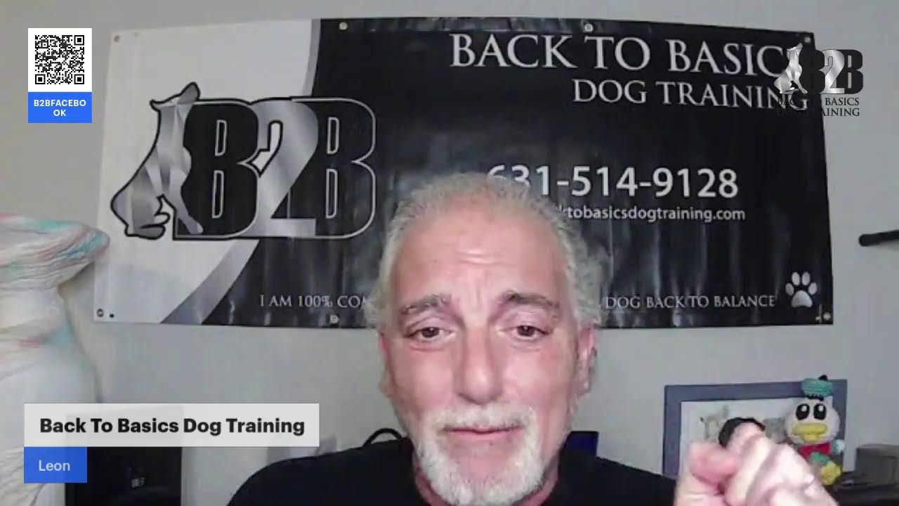 FREE Dog Training With Back To Basics Dog Training YouTube