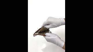 Adisher Leather Card Wallet Slim Card Wallet Card Holder /  Silver Accessories