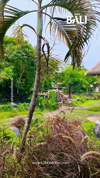 Bali Safari Jungle Hopper - B2B Bali DMC -Top Leading DMC for Bali #bali #travel #nature #indonesia