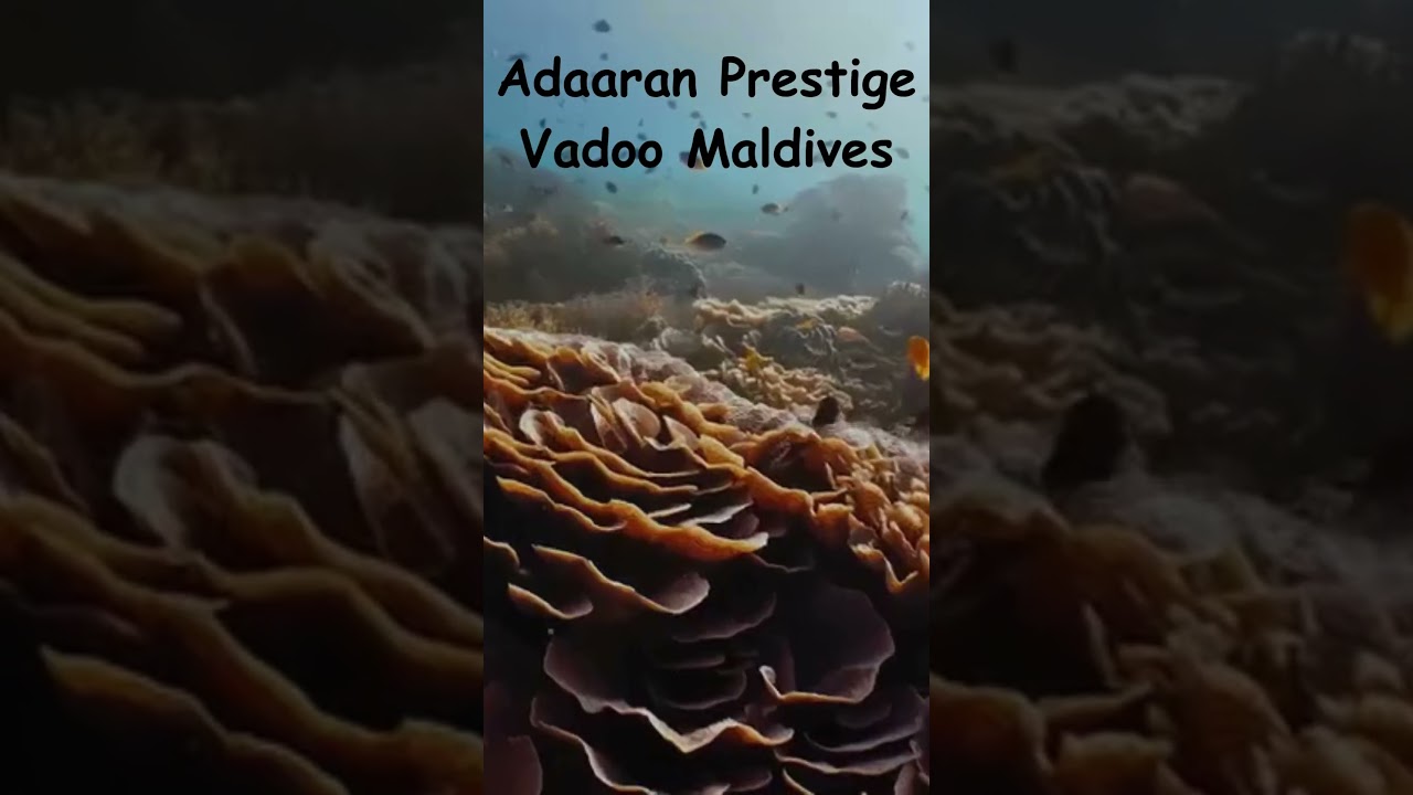 🌴 Dreaming of white-sand beaches, turquoise waters, and indulgent pampering?