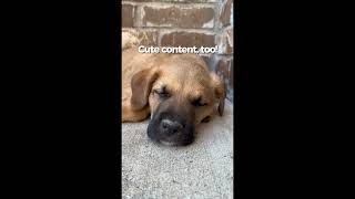 SparkBark Media UGC Creator Intro #animals #puppy #pets #dog #ugc
