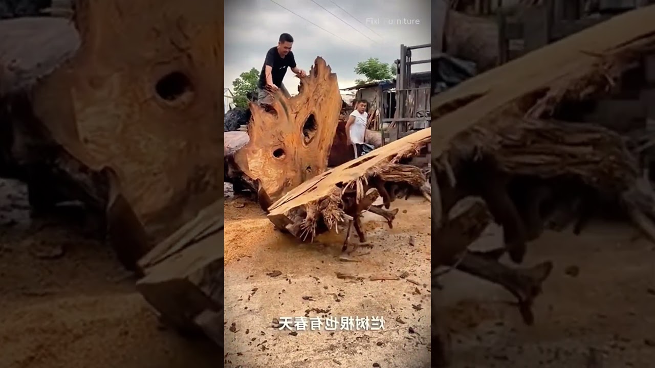 Miracle of Ancient Tree Roots: A Beautiful Table Emerges!
