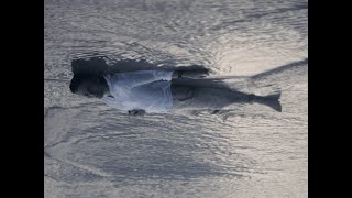 Sacul - Nightmare Official Video