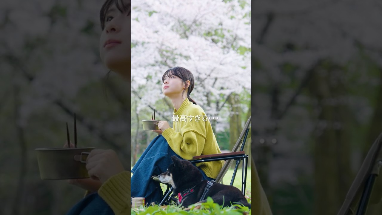 満開の桜に囲まれてキャンプしました🌸 #camp #キャンプ女子 #柴犬