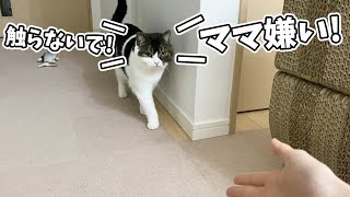 ママが息子猫に嫌われちゃいました…