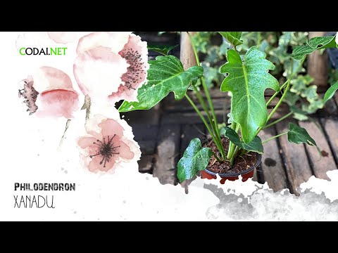 Video: Indoor Philodendron ‘Xanadu’ - Cách Trồng Cây Xanadu Philodendron tại nhà
