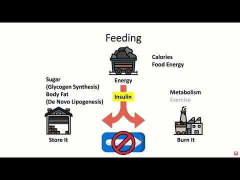 Почему Вы сокращаете калории, но не теряете вес | Джейсон Фанг