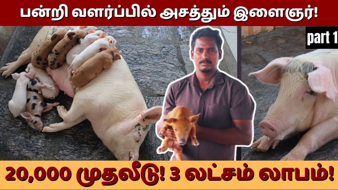 தீவன செலவில்லாமல் பன்றி வளர்ப்பு! நல்ல லாபம் ஆனால்?pigfarming| zero cost food| young farmer