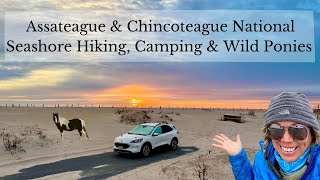 Assateague & Chincoteague National Park  Hiking, Beach Camping & THE PONIES