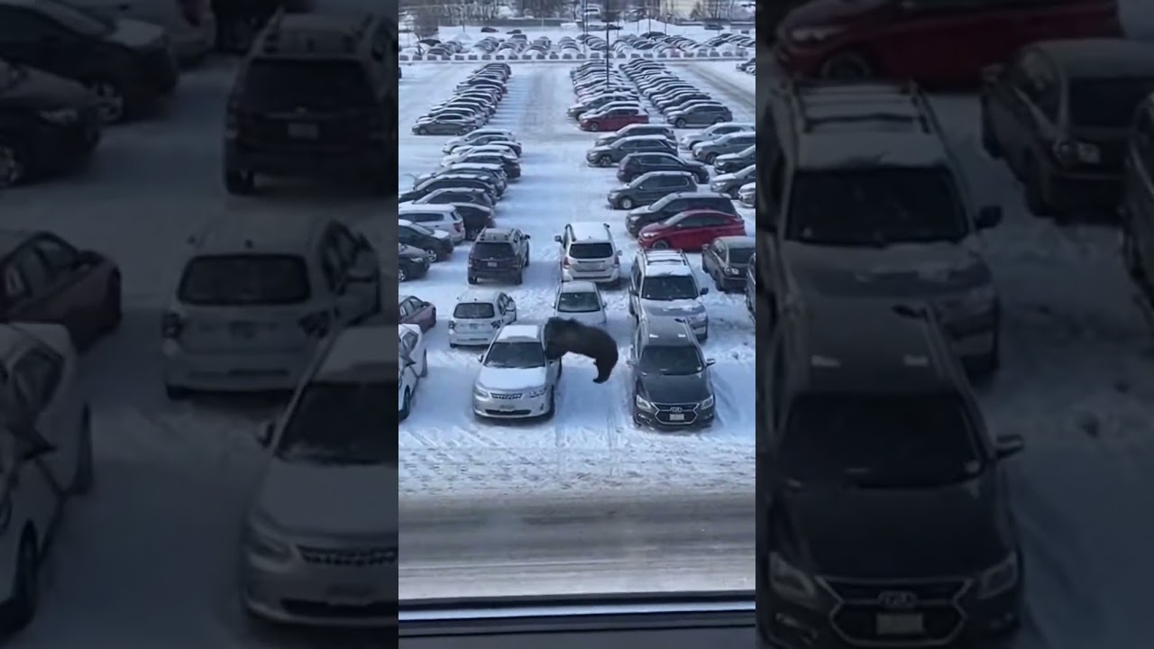 мне кажется не то место для игр. Тем более лося и медведя 😳😂 