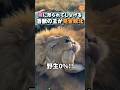 嫁に怒られてしょげる百獣の王が完全敗北 #ほっこりショート #動物 #ライオン #ネコ