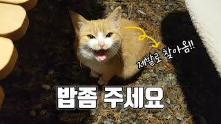 추운 겨울.. 살기위해 직접 도움 요청한 아기 고양이