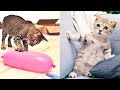 Funniest Animals - Best Of The 2021 Funny Animal Videos #49