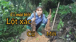 Vào Rừng Đào Được Đôi Củ Mài Có Hình Thù Lạ (Phần 1) | Con Của Rừng