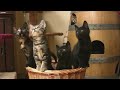 HD Kitten Dance - Dansende Kittens